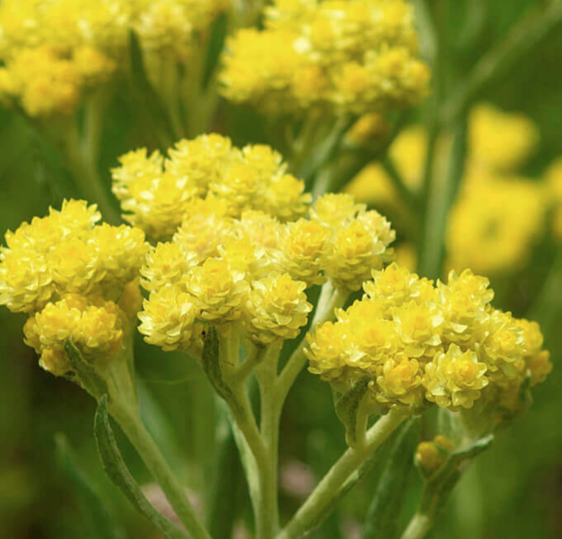 Helichrysum: Essential Oil 5ml